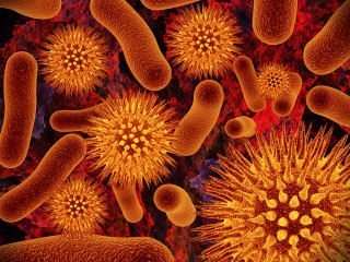 genomicsBacterien